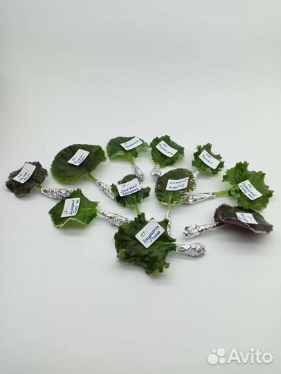 Сортовые фиалки