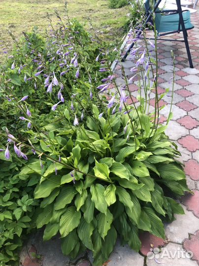 Хоста- 7 видов