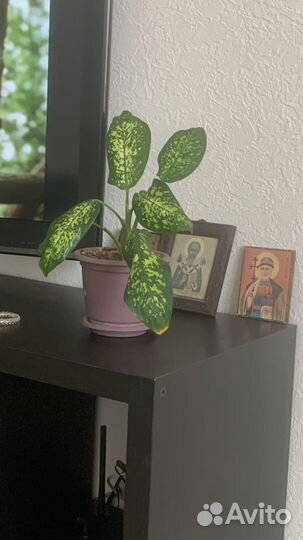 Диффенбахия