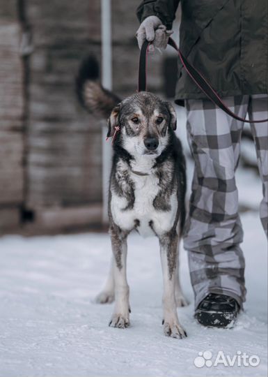 Арчи грустит в приюте