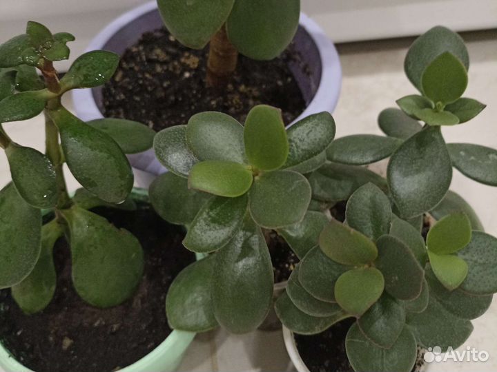 Крассула толстянка