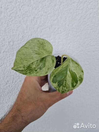 Эпипремнум марбл эпл