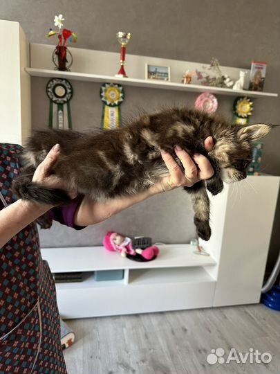 Котята мейн кун