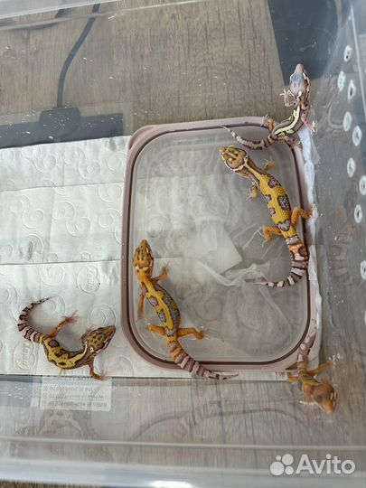 Ящерица эублефар