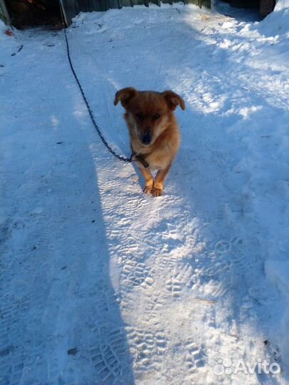 Отдам собачку в добрые руки