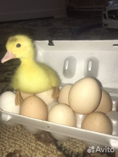 Домашние куриные яйца