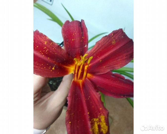 Лилейник Charles Johnston