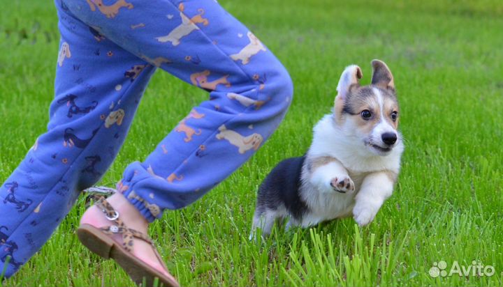 Девочка корги пемброк