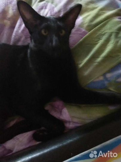 Ориентальные котята