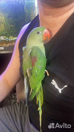 Попугай александрийский выкормыши