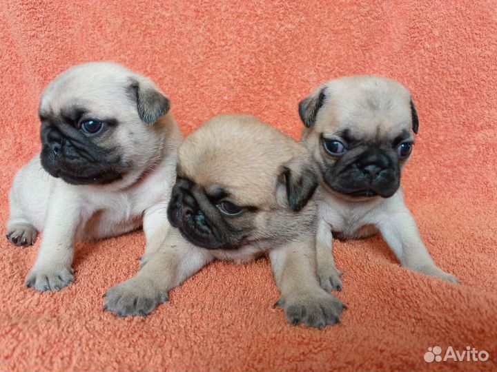 Щенки мопса