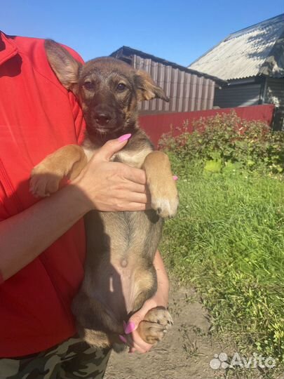 Щенки бесплатно