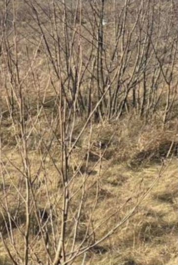 Участок 10 сот. (СНТ, ДНП)