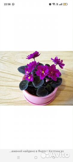 Фиалка детки