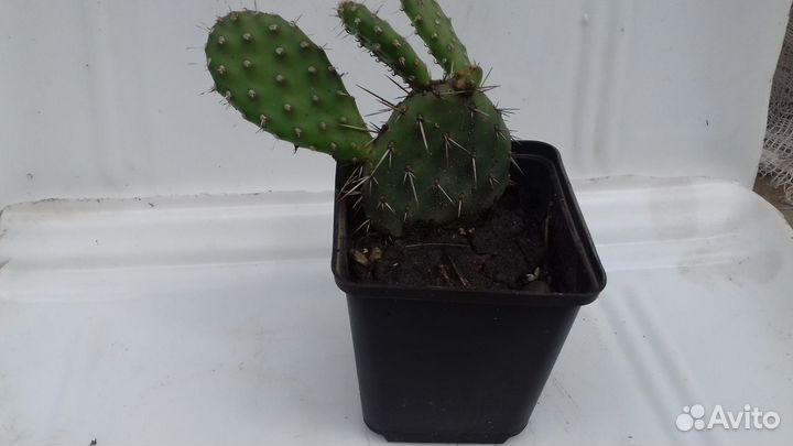 Зимостойкая опунция Namao Rose