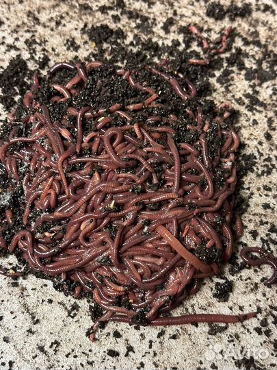 Калифорнийский червь