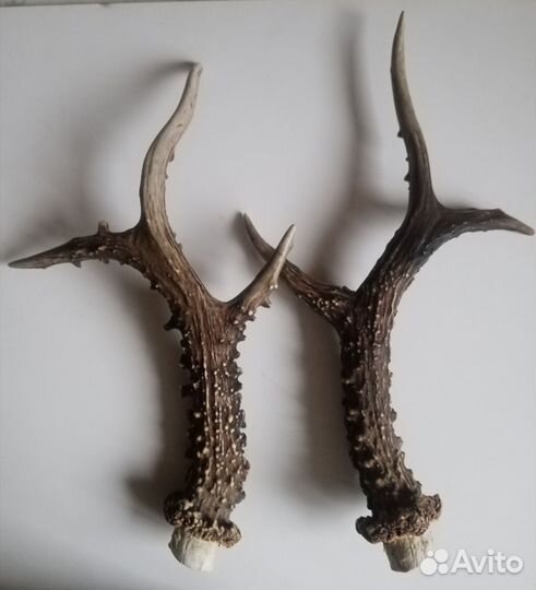 Рога косули