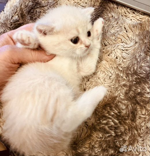 Шотландская