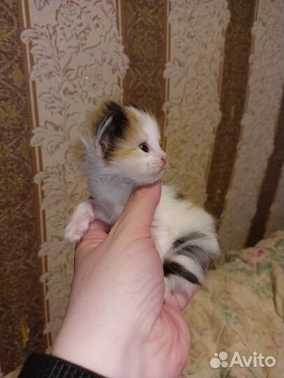 Котёнок девочка в добрые руки бесплатно