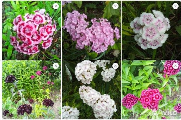 Садовые многолетние цветы