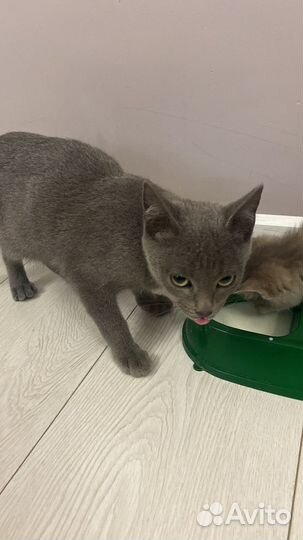 Котята в добрые руки даром
