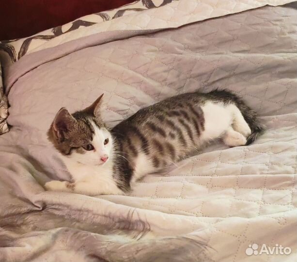 Отдам котика