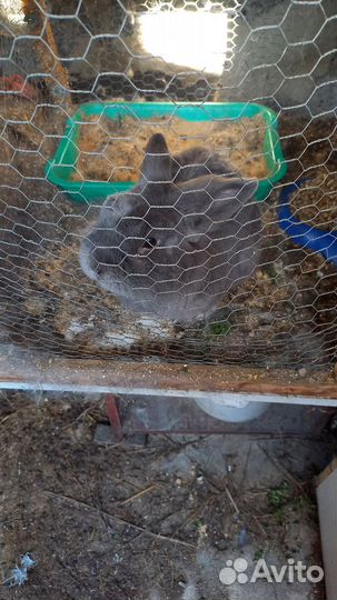 Отдам бесплатно животные