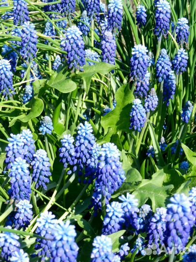 Луковицы многолетников