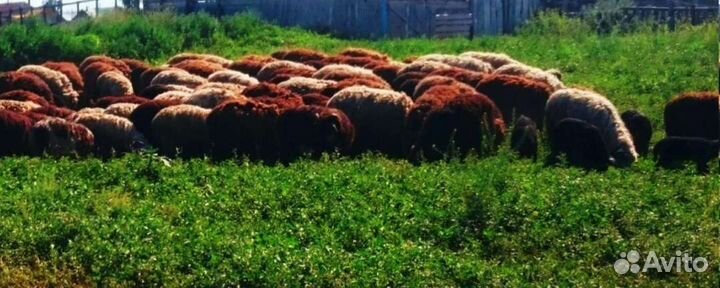 Овцы Бараны Ягнята