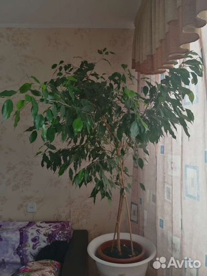 Фикус бенджамина большой