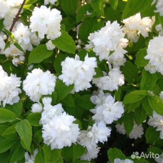 Жасмин сорт Жемчуг,черенки, семена