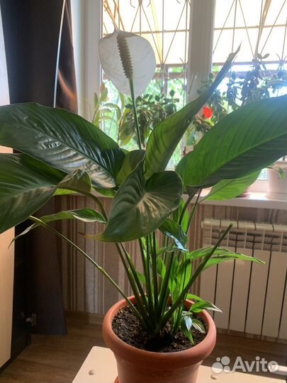 Спатифиллум