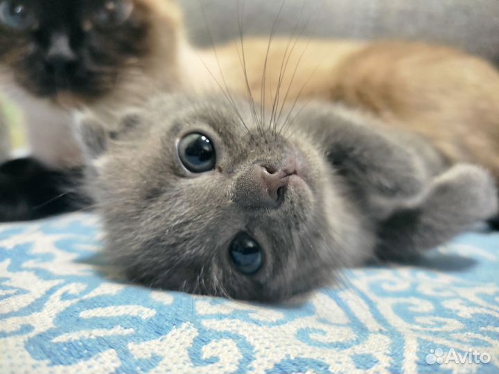 Котятки в добрые руки)
