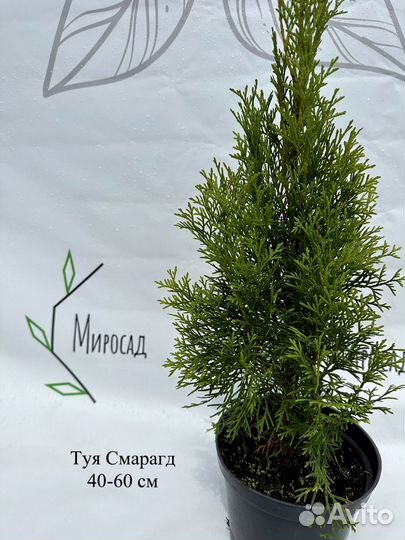 Туя смарагд