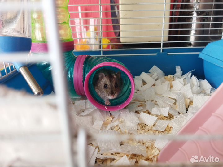 Джунгарские хомяки с клеткой