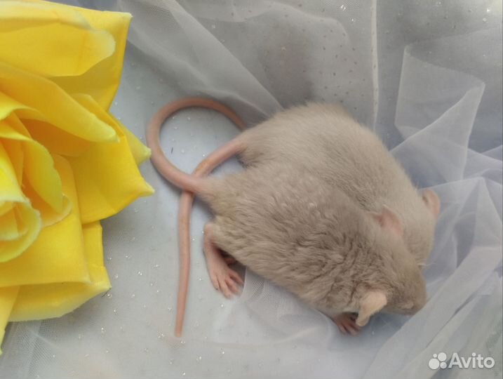 Крысята. Дамбо.очень редкого окраса