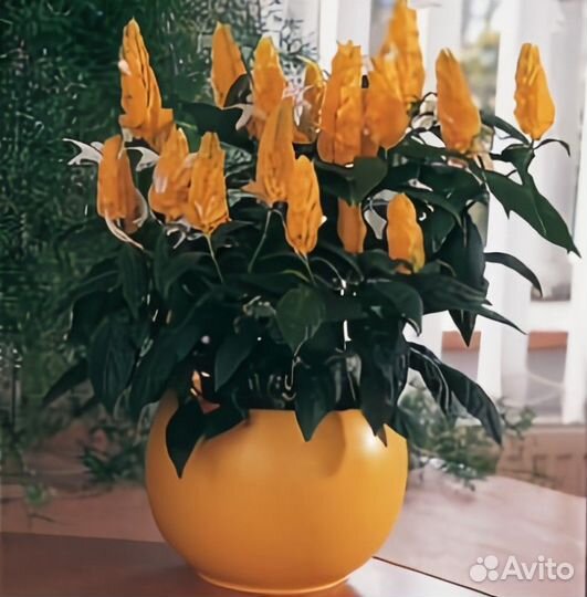 Комнатные растения Цветущие