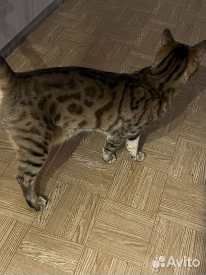 Бенгальская кошка 6 лет
