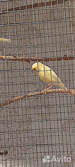 Канарейка самка