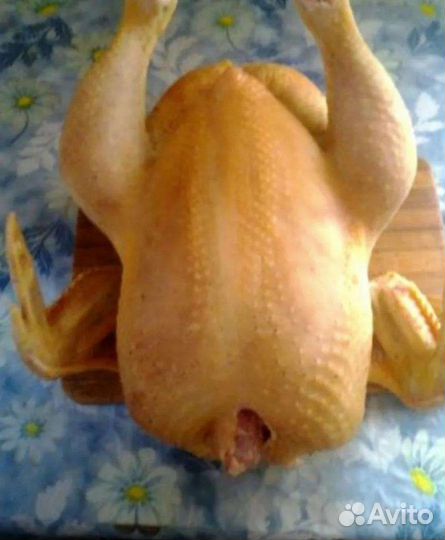 Мясо домашней птицы