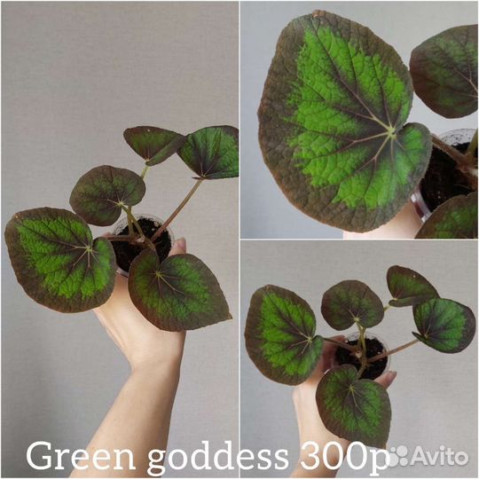 Бегонии 9 видов