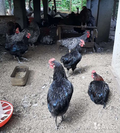 Молодые петухи