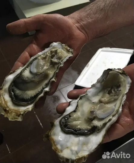 Устрица императорская живая