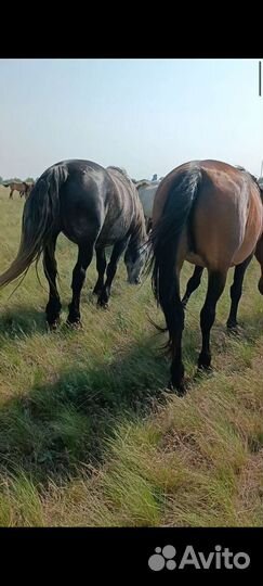 Лошади 40 голов