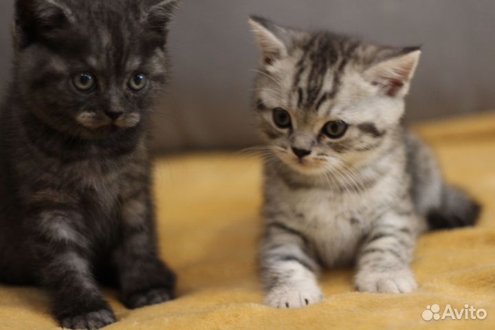 Шотландская