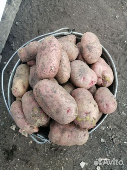 Продам картофель