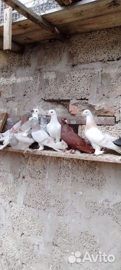 Голуби