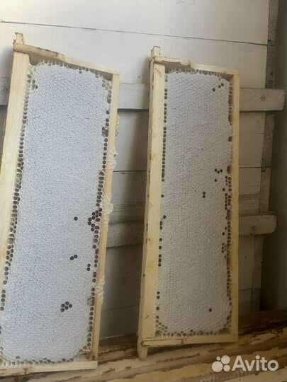 Мёд таежный. Мед натуральный, перга