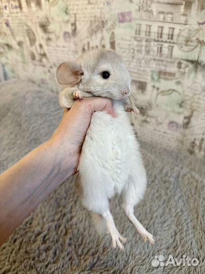 Шиншилла девочка 3 мес