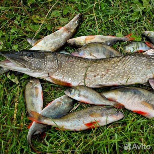 Свежая речная рыба
